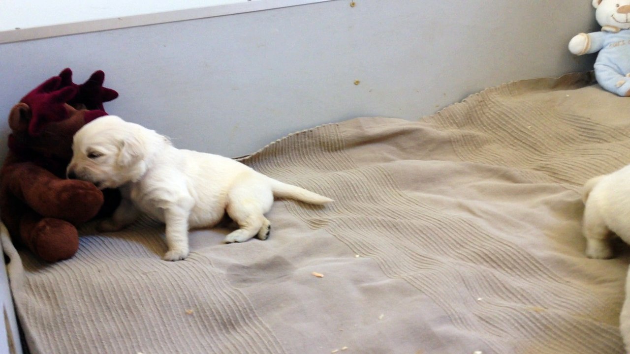 On a de la voix et on se tient sur nos quatre pattes ...IMG_1815[1]