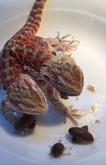 Two-Headed Dragon in China Has a Snack