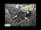Eagle Brings Cat to Nest for Eaglets