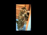 Dancing Cat Shows His Moves