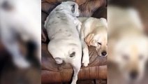 2 chiens sur un seul fauteuil... Pas facile de rentrer ses f