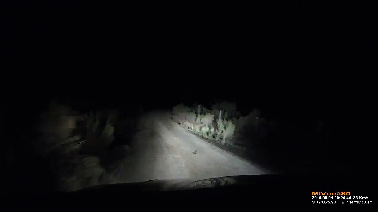 Kangaroo vs Car