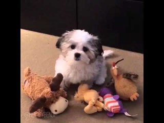 Doggy Picks Out His Best Friend