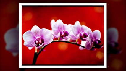 Besame Mucho - Ngọc Lan, Trung Hành, Kiều Nga PPS