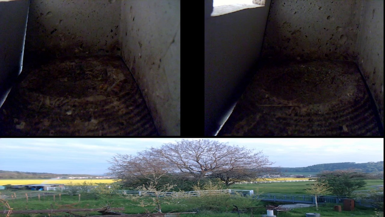 Mauersegler Nestcam 2016