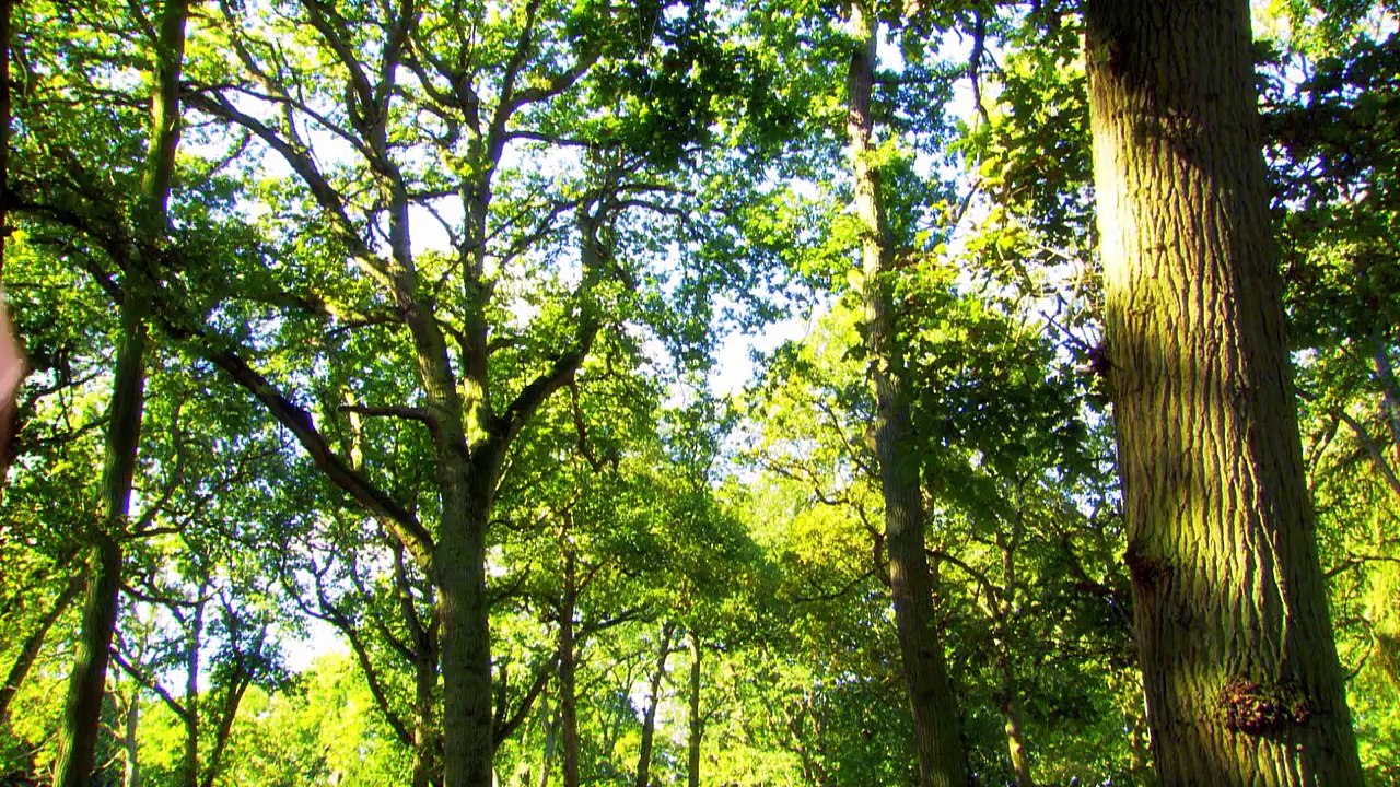 In the Night Garden – Ooo Brings the Ball Indoors