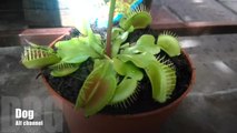 Carnivorous Plants mix eat isects.mp4