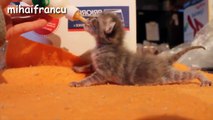 Cute Kittens Falling Asleep Compilation 2016 || NEW HD