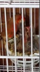 Así es cómo esta canaria alimenta a sus crías