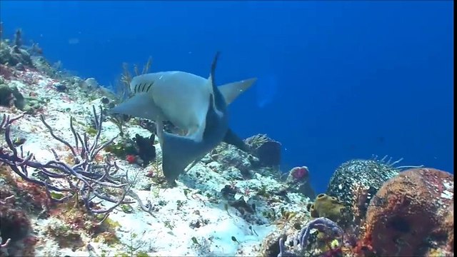 Giant Saw Toothed Shark Real or Fake