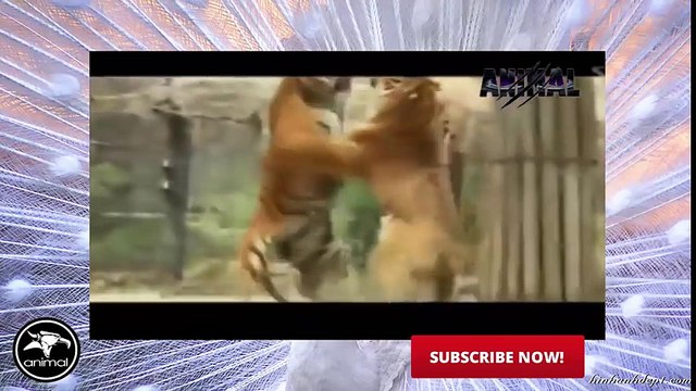 Tiger Attack Animal Planet Tiger Attack on Animals Tiger Attack Documentary 2016