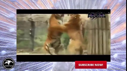 Tiger Attack Animal Planet   Tiger Attack on Animals   Tiger Attack Documentary 2016