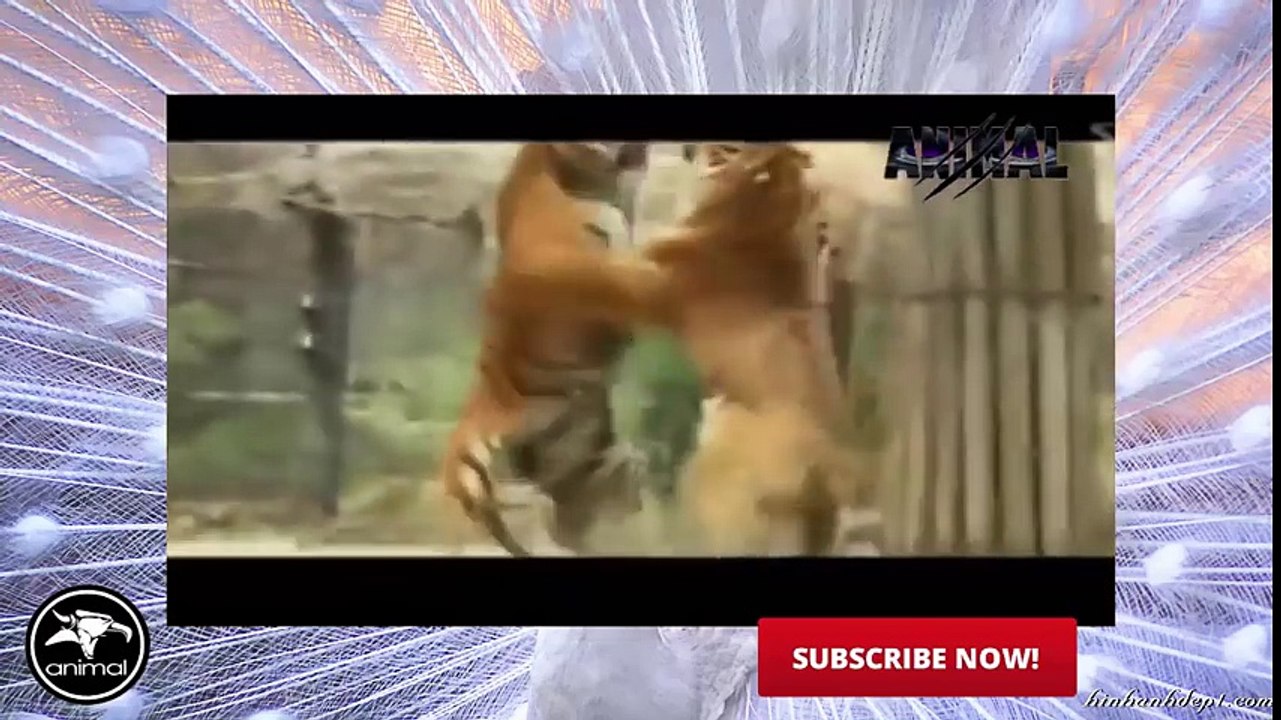 Tiger Attack Animal Planet   Tiger Attack on Animals   Tiger Attack Documentary 2016