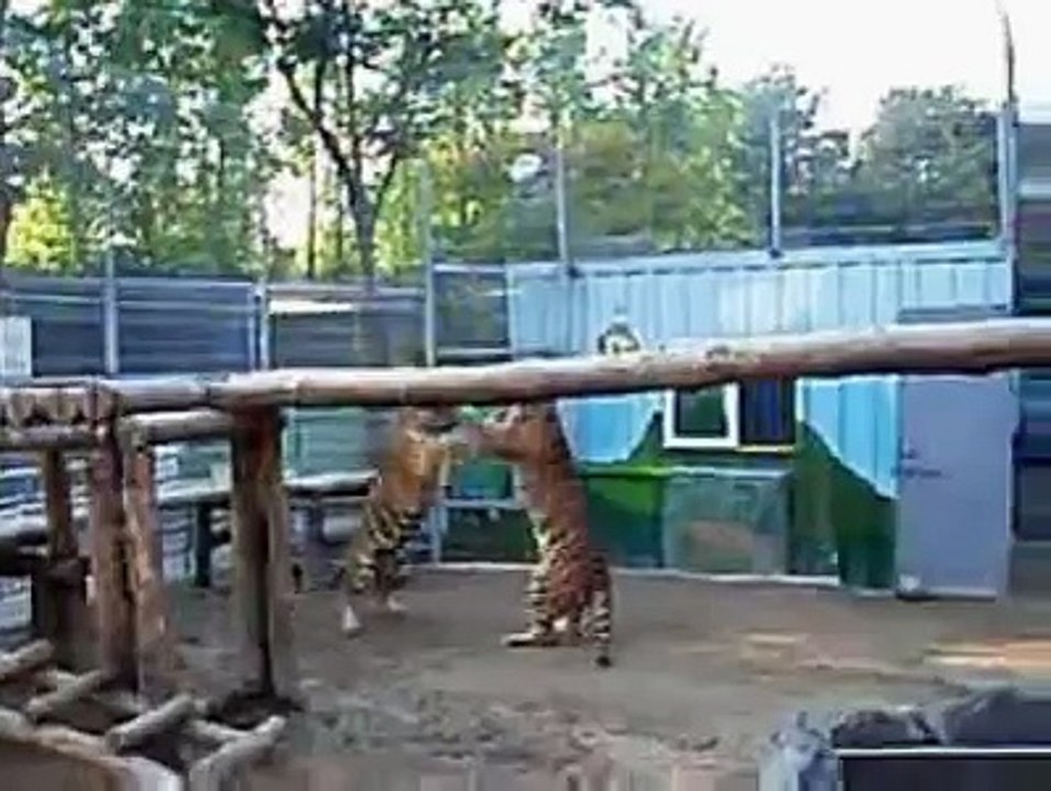 Bengal TOM Tigers Bron and Bonnie fight over a Tigress named Lucy