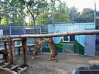Bengal TOM Tigers Bron and Bonnie fight over a Tigress named Lucy