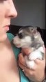 Un Cucciolo Di Husky Prova Ad Ululare Per La Prima Volta... Il Risultato Ve Ne Farà Innamorare
