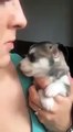 Un Cucciolo Di Husky Prova Ad Ululare Per La Prima Volta... Il Risultato Ve Ne Farà Innamorare