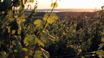 Wineries in Michigan | A Pure Michigan Summer