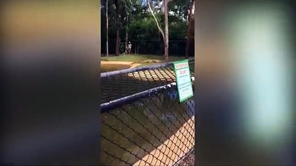terrivel ataque de crocodilo