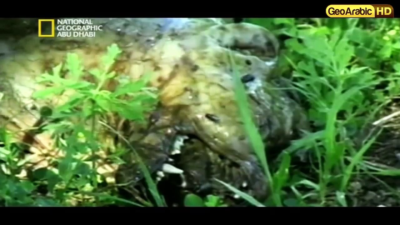 وثائقي ملفات القضية البرية سقوط الغرباء HD