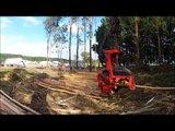 Harvesting Head SP Maskiner 591 LX Debarking Eucalyptus