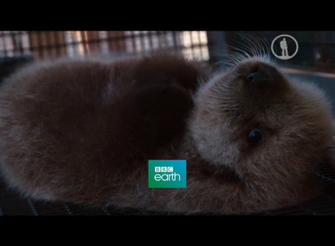 BBC Самые милые животные / Super Cute Animals / 2014