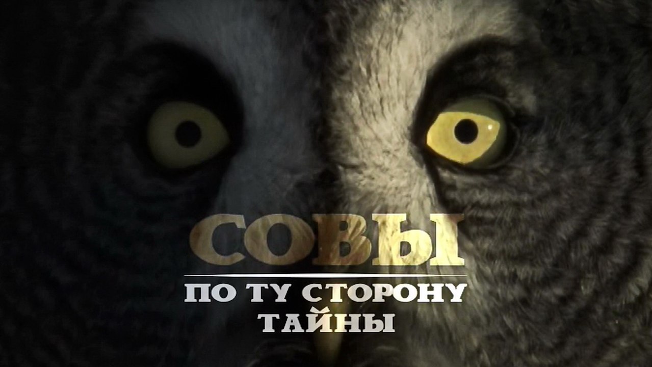 BBC Мир природы. Совы. По ту сторону тайны (2015)