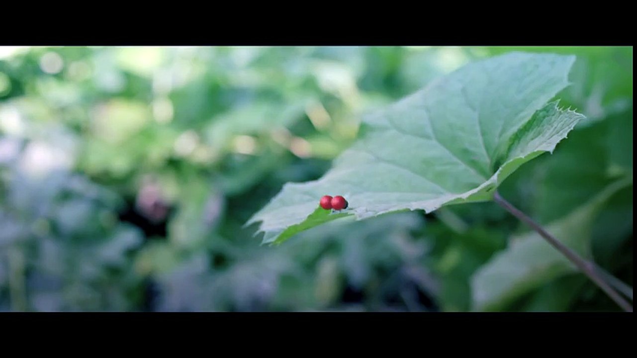 Minuscule_ Valley of the Lost Ants Official International Trailer #1 (2016)  HD