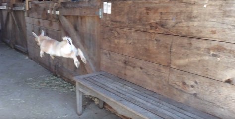 Adorable Goat Kids Come Out to Play