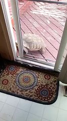 Kalumbağa Kapıyı Açıp Eve Giriyor