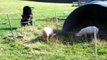 Top Animals get shocked by electric fence.