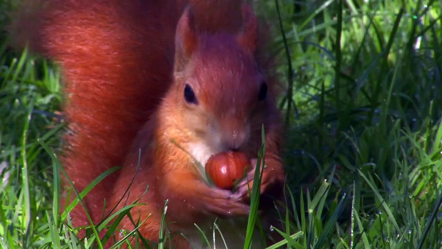 Red squirrels at the British Wildlife Centre