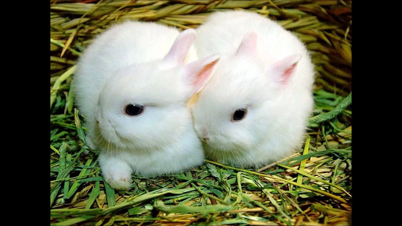 1 Minik,2 minik,3 mini mini minik tavşan Çocuk Şarkısı