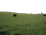 Pre-cow field crossing, May 29 2009