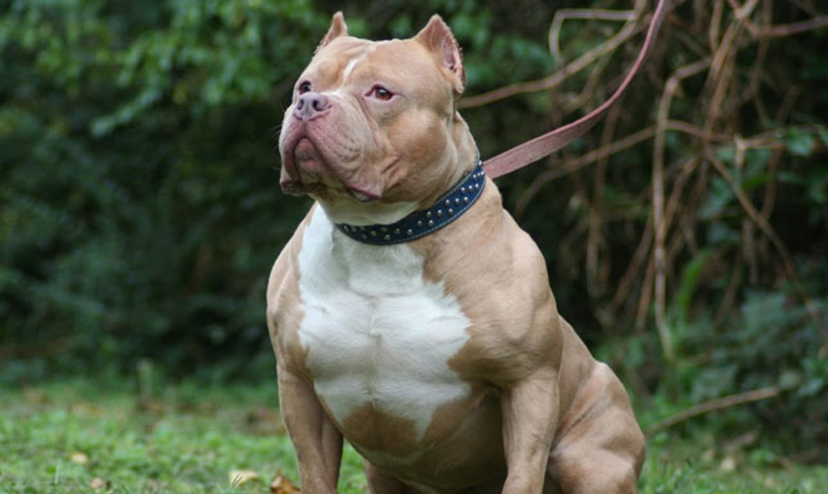 Top 10 Most Dangerous Dog Breeds Based On Their Fatalities