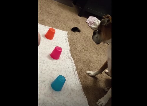 Boxer Adorably Fails At Finding The Treat