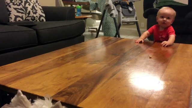 Grosse battle entre un chien et un bébé pour un morceau de poulet