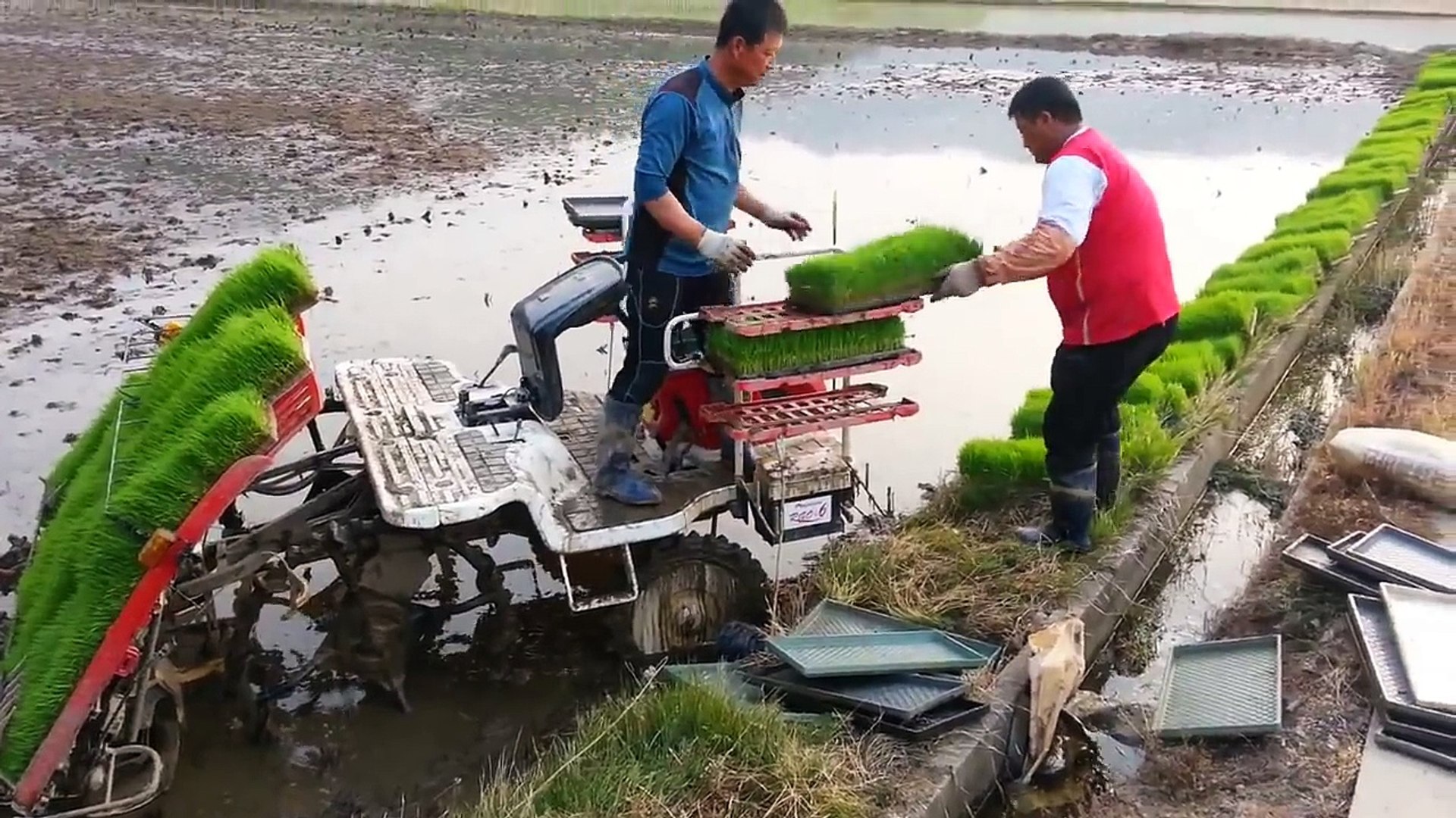 Cette machine peut planter des milliers de plants de riz en Corée du Sud -  Vidéo Dailymotion