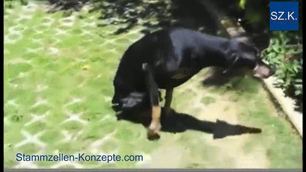 3 Beispiele: Stammzellen-Therapie u.a. bei Hunde-Arthrose, HD Hüftdysplasie, ED Ellbogendysplasie