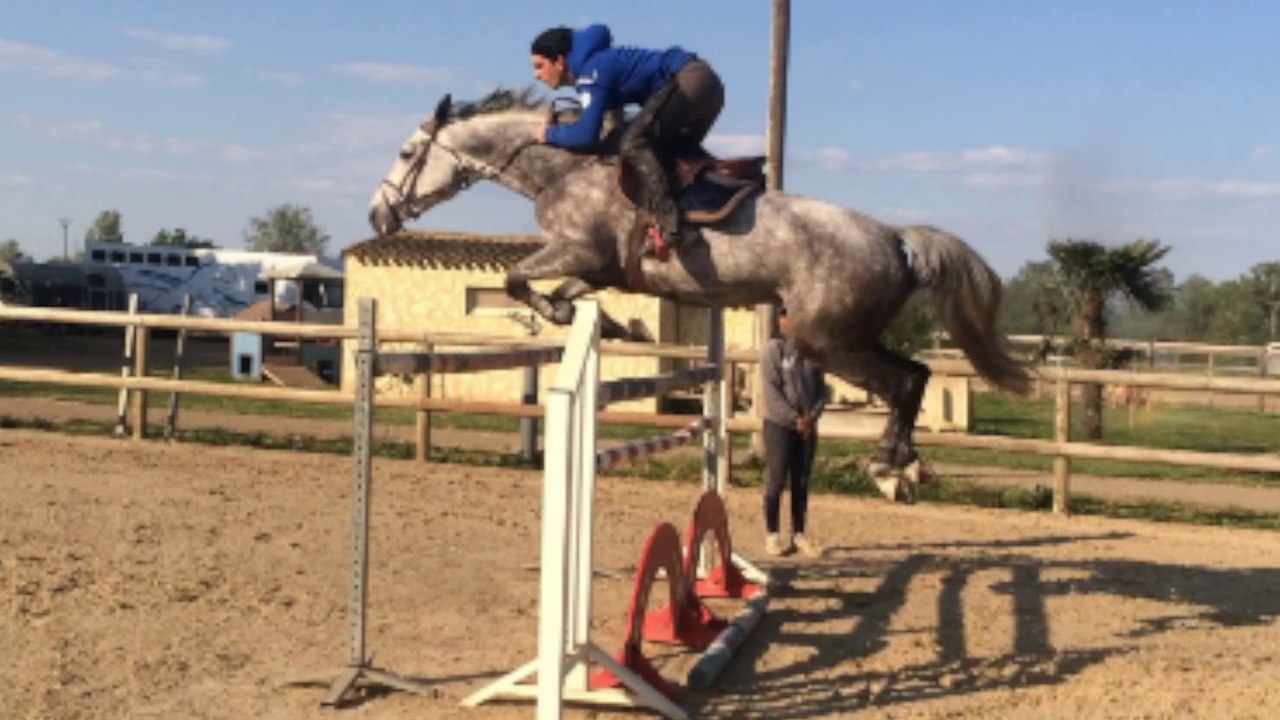 QUINCEROT VAN T&L (Quite Capitol x Corrado) et Mere LYS DE DARMEN
