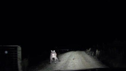 Un kangourou attaque une voiture !