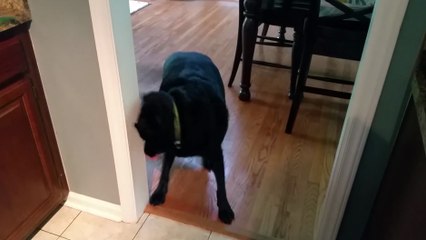 Ce chien se prend le mur en voulant montrer ce qu'il a appris