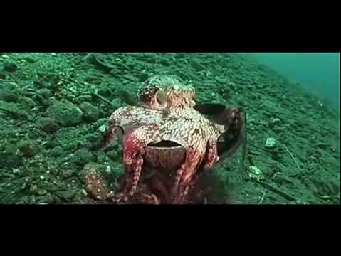 Ce poulpe a décidé de vivre dans une noix de coco vide pour se protéger des prédateurs