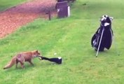 Tilki Golfçülerin Çorabını Çalmaya Çalıştı