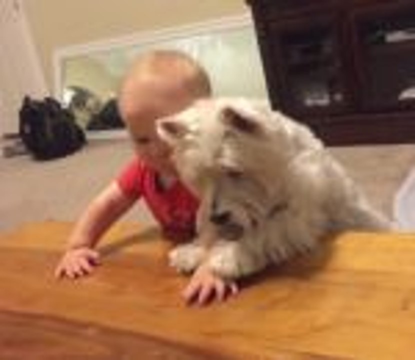 Bébé vs Chien qui va attraper le bout de poulet en premier?