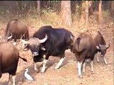 Indian Bison Test for Mating of Kanha National Park Slow motion by Shirishkumar Patil