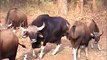 Indian Bison Test for Mating of Kanha National Park Slow motion by Shirishkumar Patil