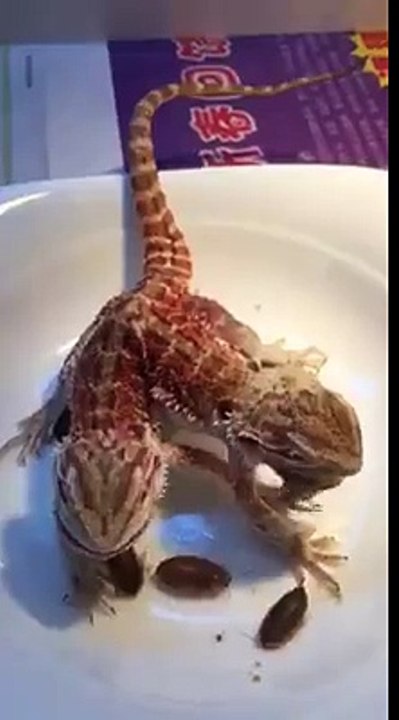 L'étrange dragon à deux têtes découvert dans une province chinoise