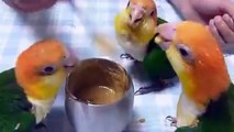 funny parrot eating with spoons must see birds funny