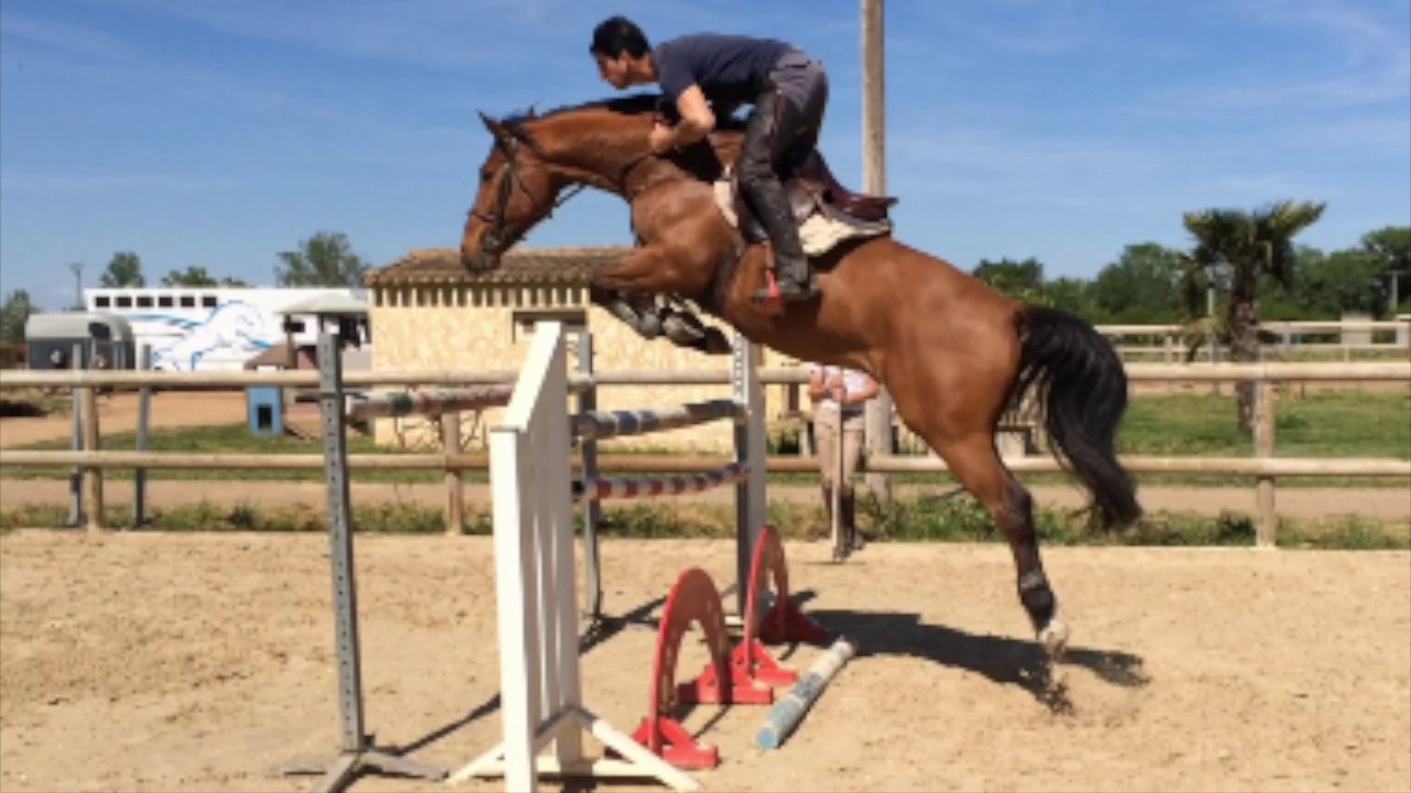 Hongre 8ans VAILLANT (For Pleasure x Nimmerdor) et Mere VOLTAIRE